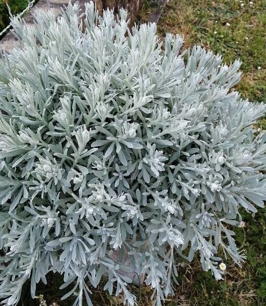 Helichrysum italicum